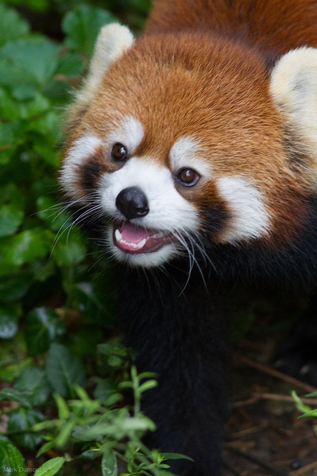 panda12