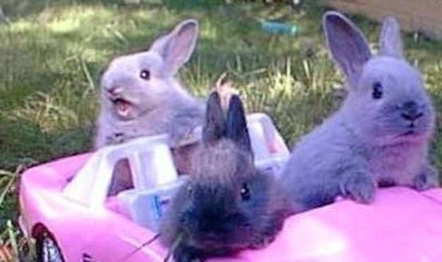 rabit08
