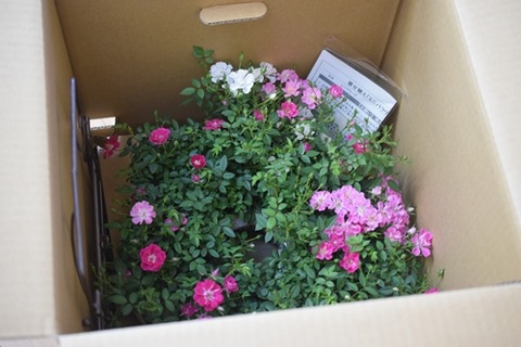 こんな風に届きました