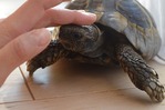 可愛いでしょ