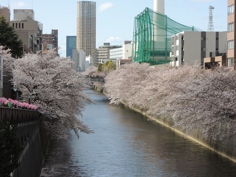 目黒川の桜