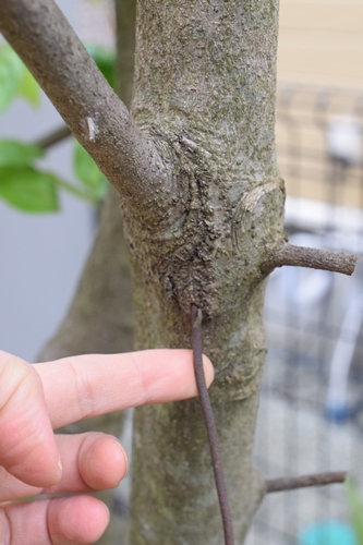 フックをひっかけておいたら