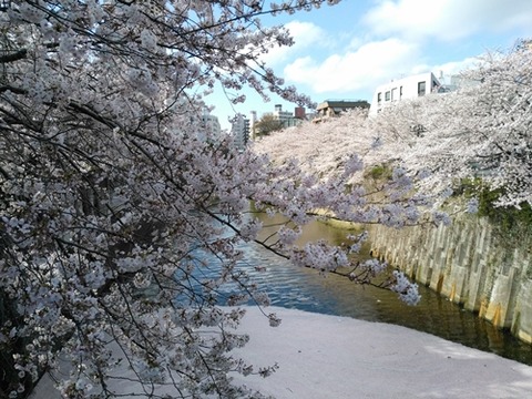 桜色の川