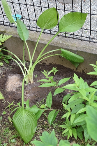 ギボウシを植えてみた