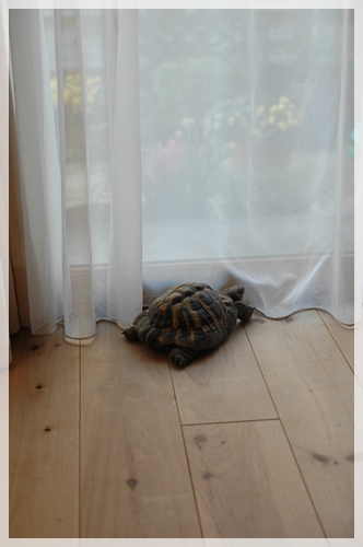 外に行きたい