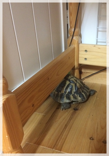 ひでちゃんの寝場所