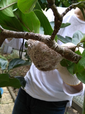 鳥の巣2