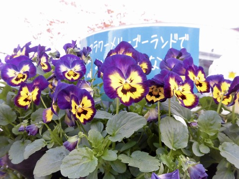 fullsizeoutput_3530