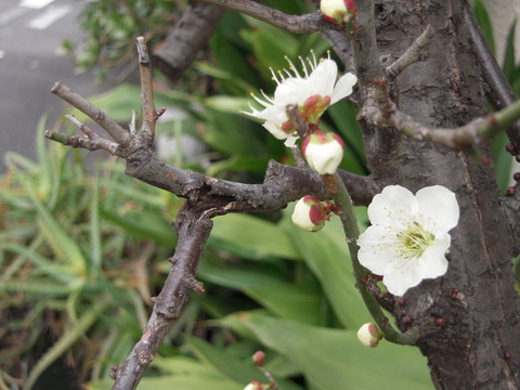 DSCN6005