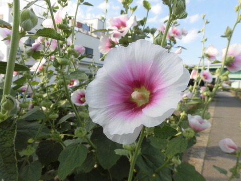 CIMG7435