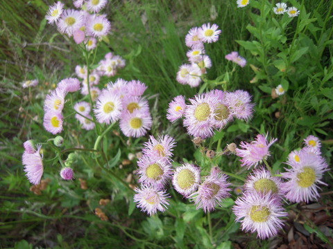 DSCN3007