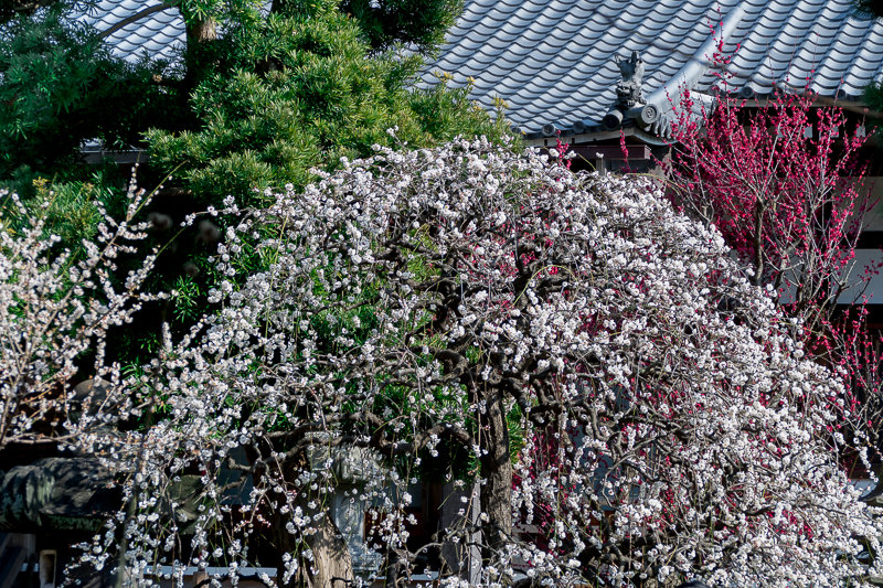 20180224_江ノ島河津桜_8