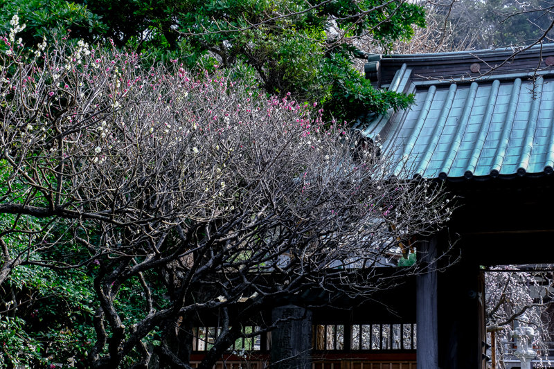 20190224_常立寺梅_2