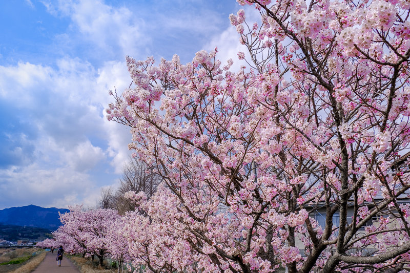 20190314_狩川春めき桜_7