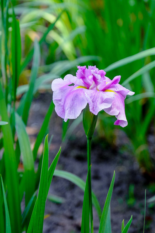 20170610_水無月園花菖蒲_8