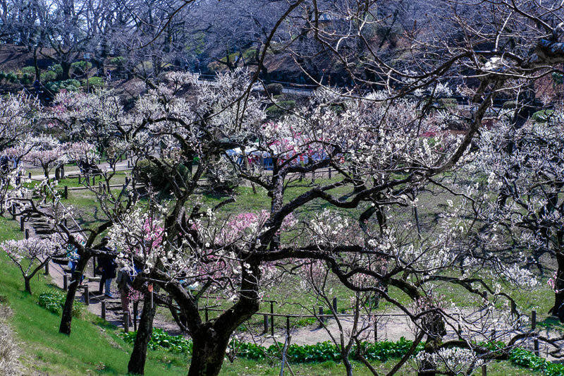 20190305_大倉山公園梅_13