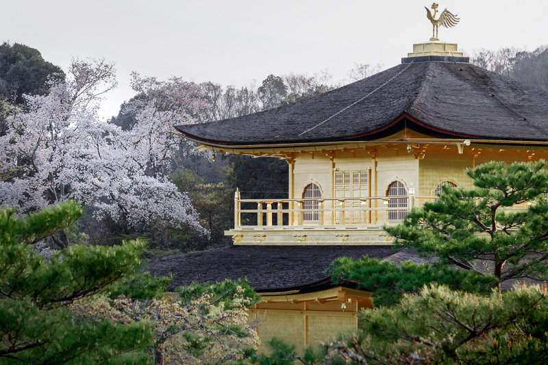 20180402_金閣寺_6