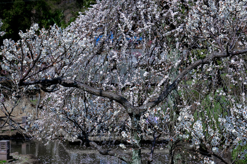 20190305_大倉山公園梅_7