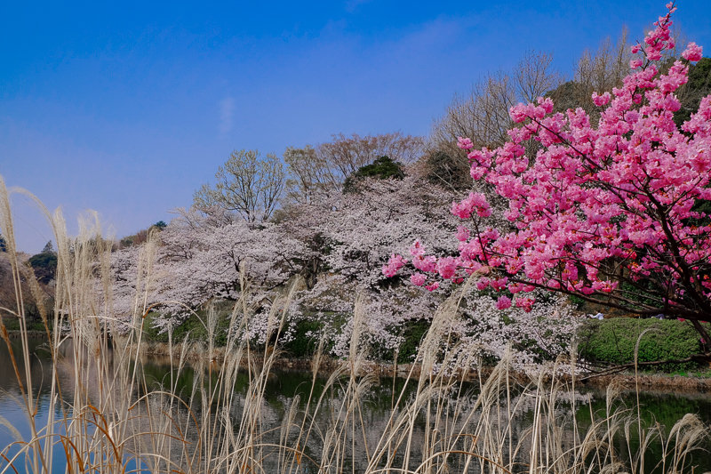 20180327_三ッ池公園桜__5