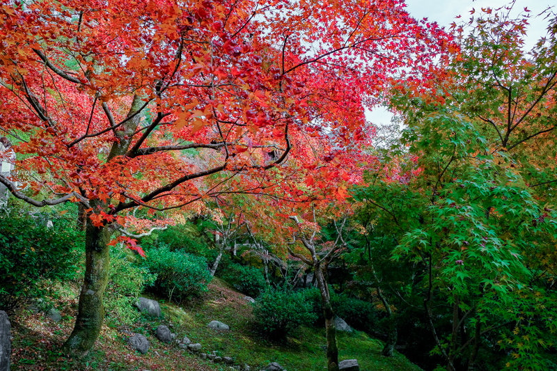 20181121_東福寺_5