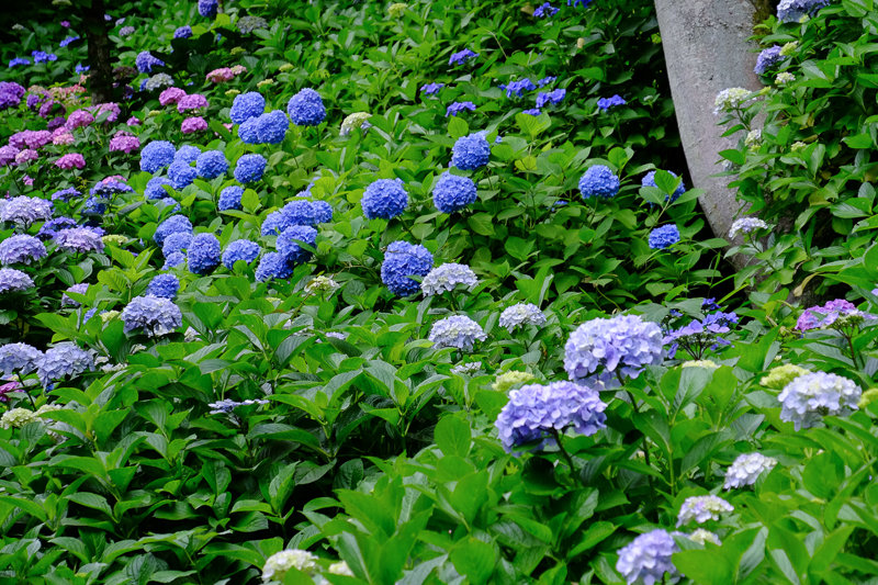 20170618_長谷寺アジサイ_12