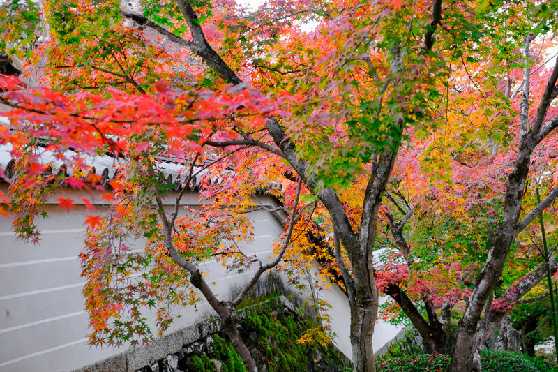 20181120_一休寺_6