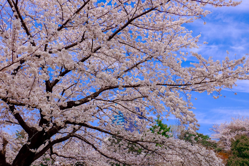 20180326_菅刈・西郷山公園桜_2