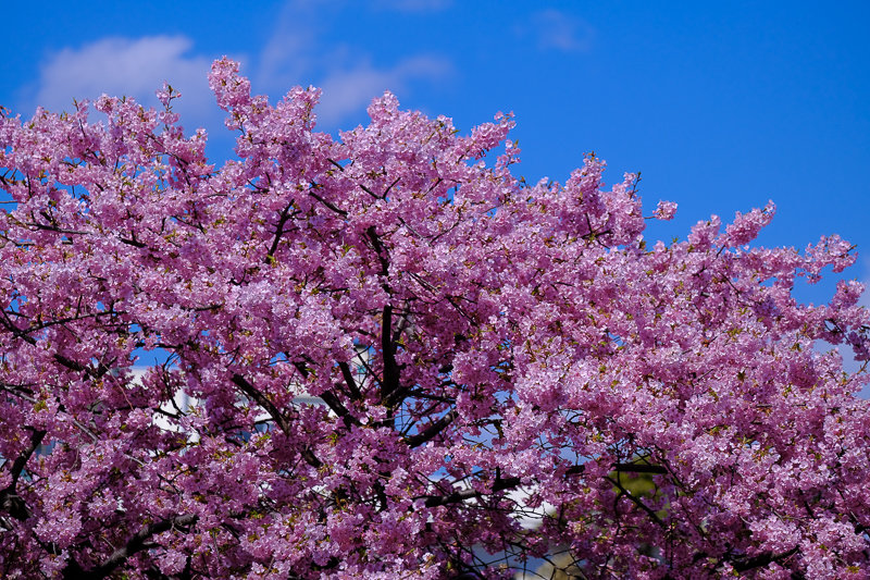 20190308_大船FS_桜_10