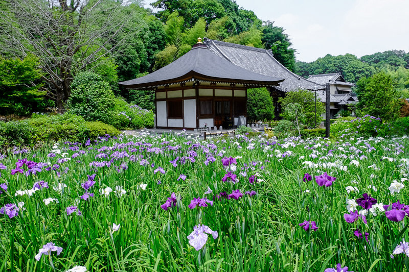 20170616_正覚寺_アジサイ_1