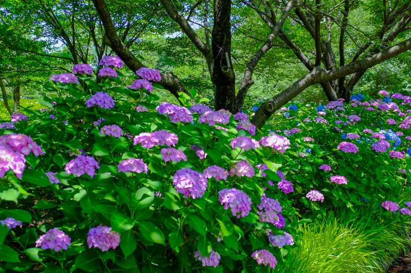 20180607_相模原北公園_あじさい_7