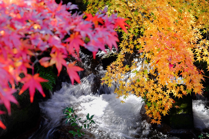20171124_郷土の森紅葉_13