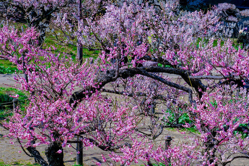 20190305_大倉山公園梅_14