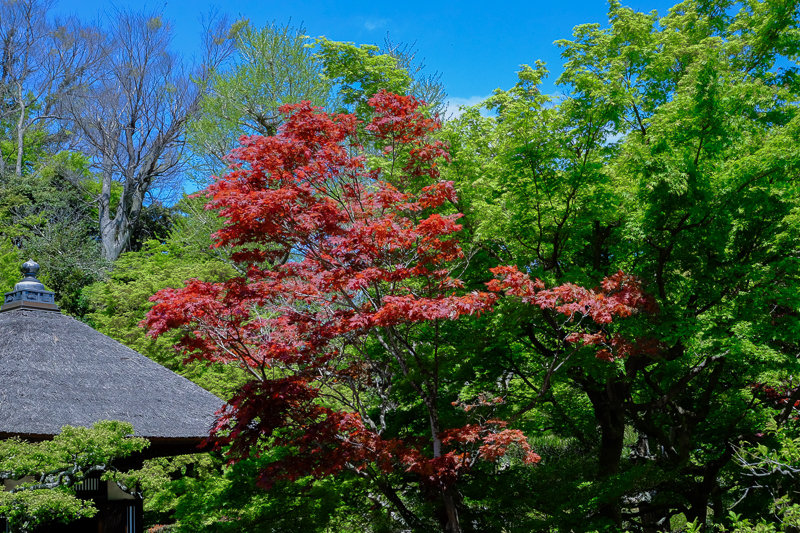 20170423_長寿寺シャガ_2