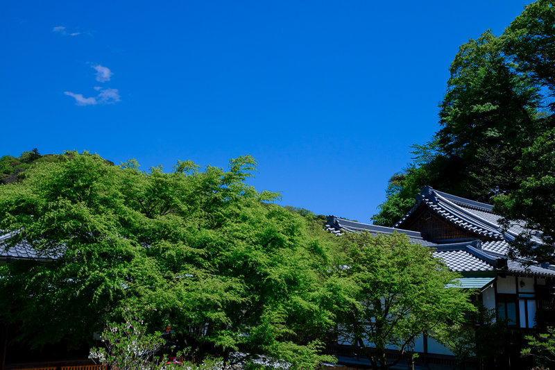 20170423_長寿寺シャガ_11