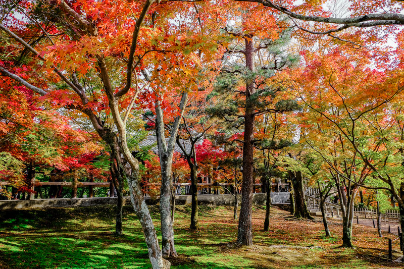 20181121_東福寺_8
