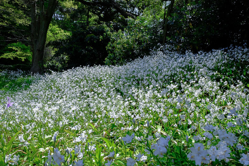 20170423_長寿寺シャガ_10