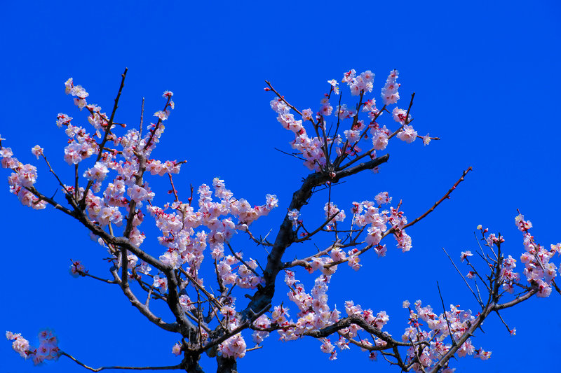 20190305_大倉山公園梅_10