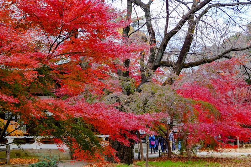 20171202_浄真寺紅葉_6