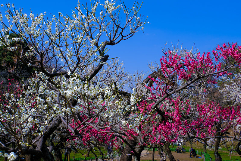 20190305_大倉山公園梅_15