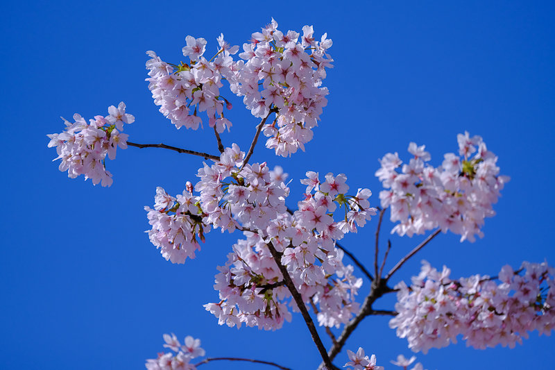 20190308_大船FS_桜_2