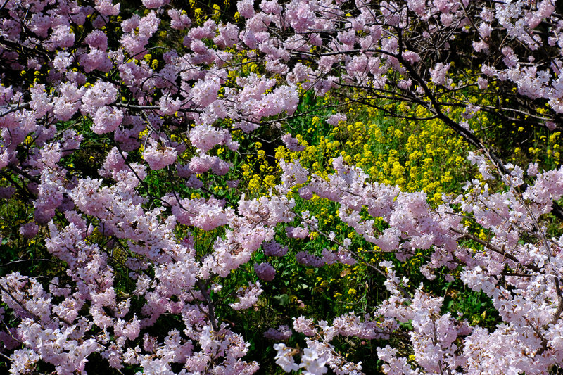 20190314_ハラネ春めき桜_10