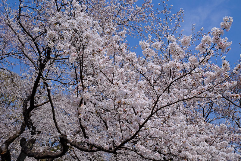 20180327_三ッ池公園桜__2