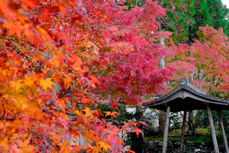 20181120_一休寺_8