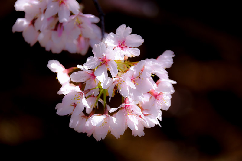 20190308_大船FS_桜_4