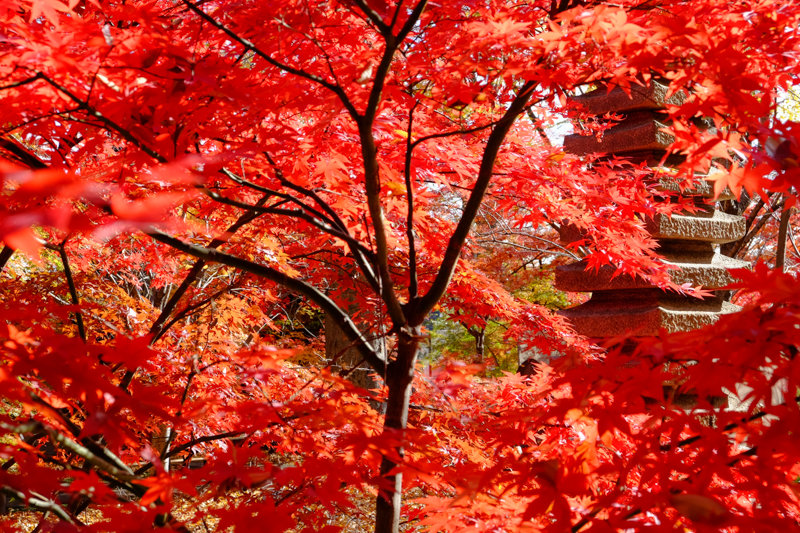 20171202_浄真寺紅葉_13