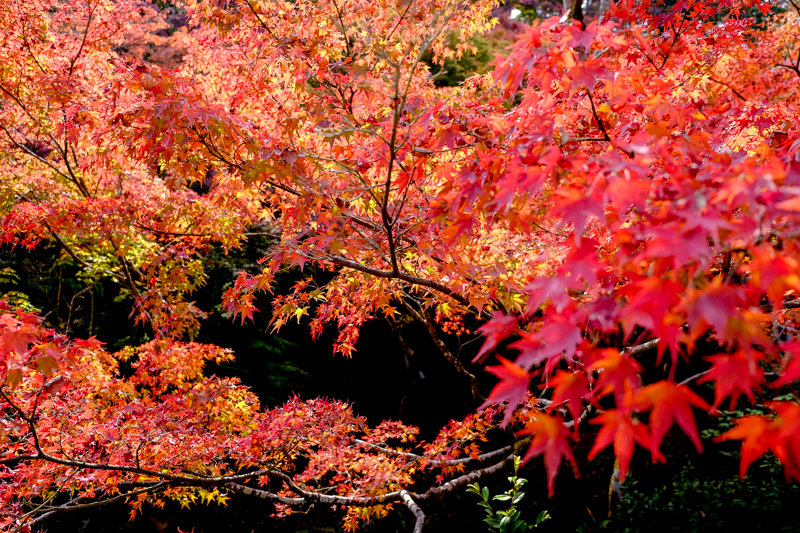 20181121_東福寺_7