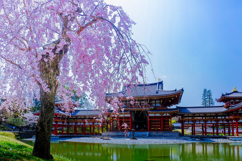 20180401_平等院_4