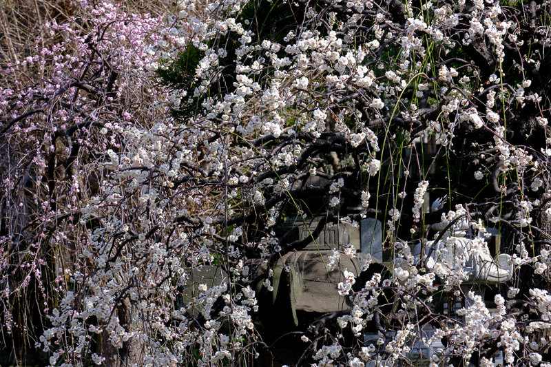20190224_常立寺梅_8
