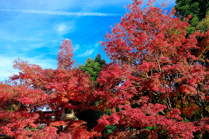 20181121_天龍寺_2