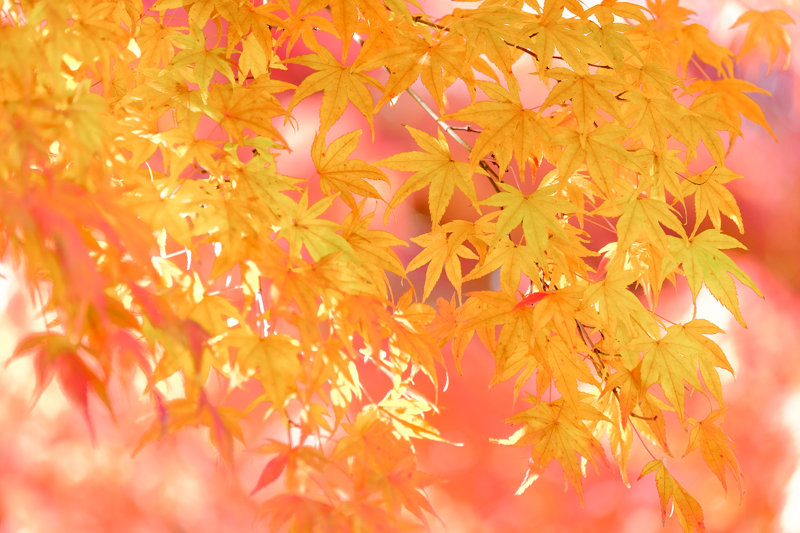 20171124_郷土の森紅葉_15